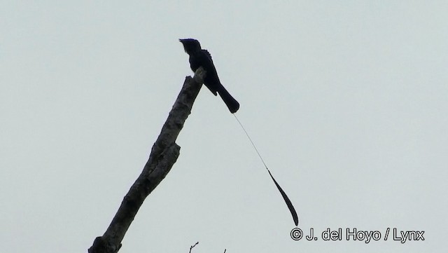 Lesser Racket-tailed Drongo - ML201189491