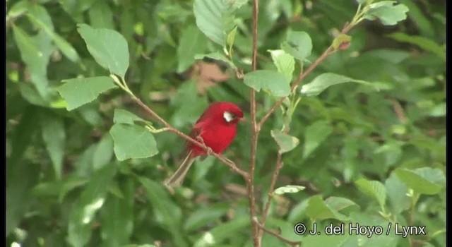 Red Warbler (White-cheeked) - ML201189571