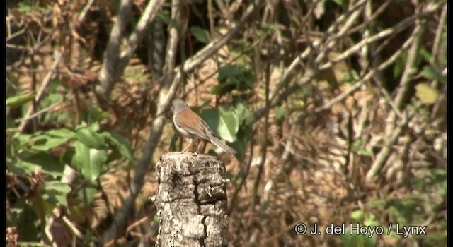Yellow-eyed Junco (Mexican) - ML201189581