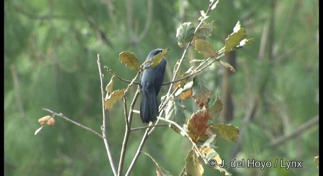 Blue Mockingbird - ML201189691