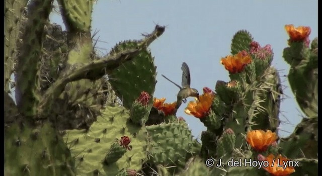 Beautiful Hummingbird - ML201189831
