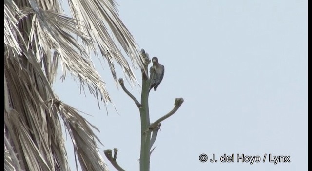 Gray-breasted Woodpecker - ML201189881