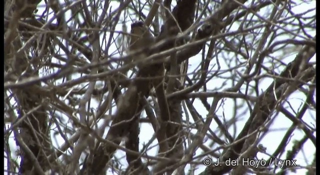 Oaxaca Sparrow - ML201189921
