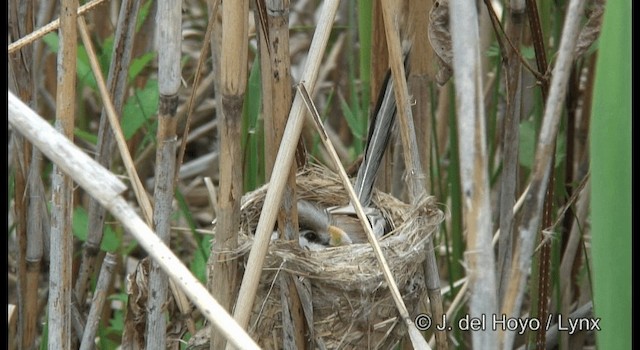 Reed Parrotbill (Northern) - ML201189981