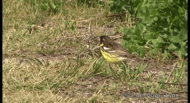 Yellow-breasted Bunting - ML201190041