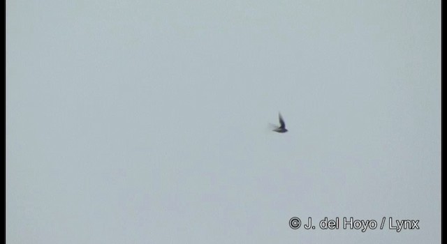 白喉針尾雨燕 - ML201190061