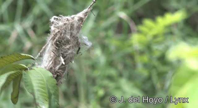 Common Tody-Flycatcher (cinereum Group) - ML201190221