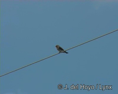 Tawny-headed Swallow - ML201190261