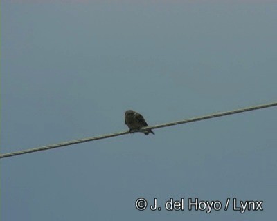 Tawny-headed Swallow - ML201190271