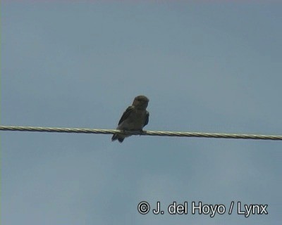 Tawny-headed Swallow - ML201190281