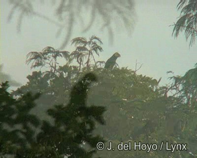 Yellow-faced Parrot - ML201190291