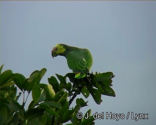 Yellow-faced Parrot - ML201190301