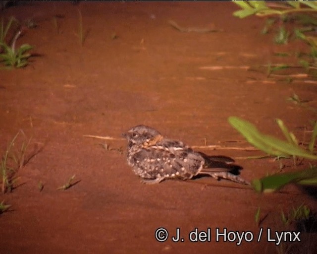 Spot-tailed Nightjar - ML201190411
