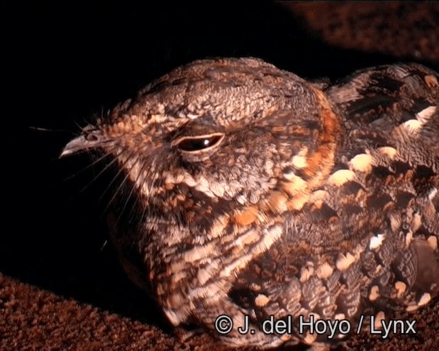 Spot-tailed Nightjar - ML201190421