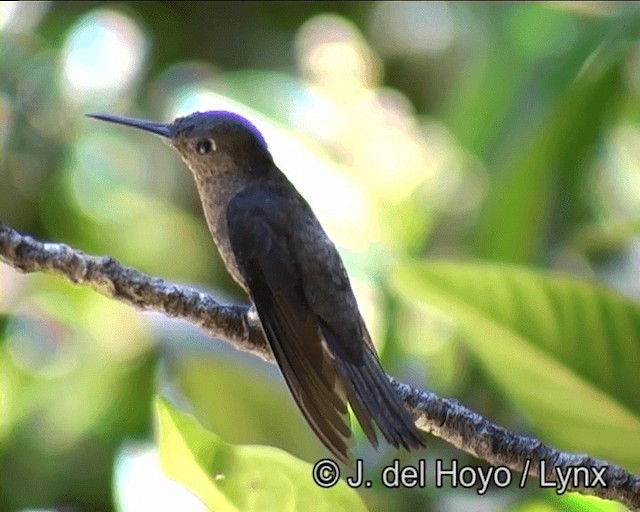 Sombre Hummingbird - ML201191021