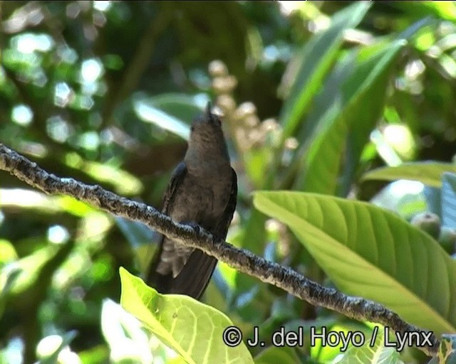 Sombre Hummingbird - ML201191031