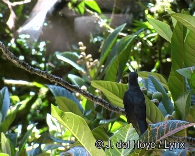 Sombre Hummingbird - ML201191041