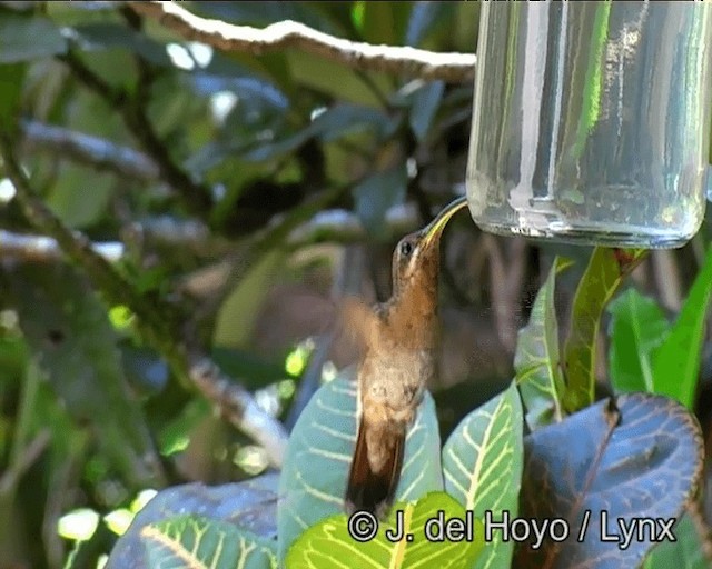 Rufous-breasted Hermit - ML201191181