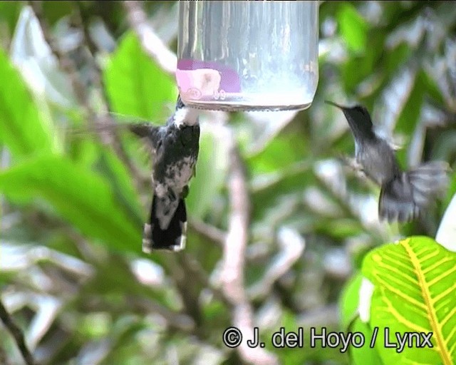 White-throated Hummingbird - ML201191191