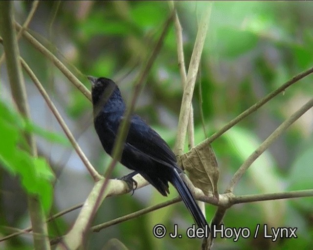 Ruby-crowned Tanager - ML201191211