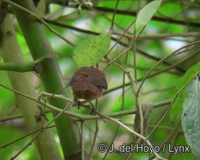 Ruby-crowned Tanager - ML201191221