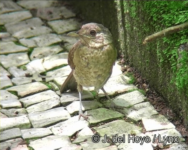Pale-breasted Thrush - ML201191321