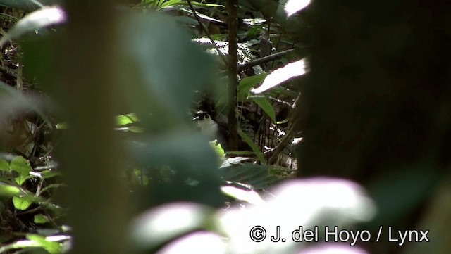 White-breasted Antbird - ML201191361