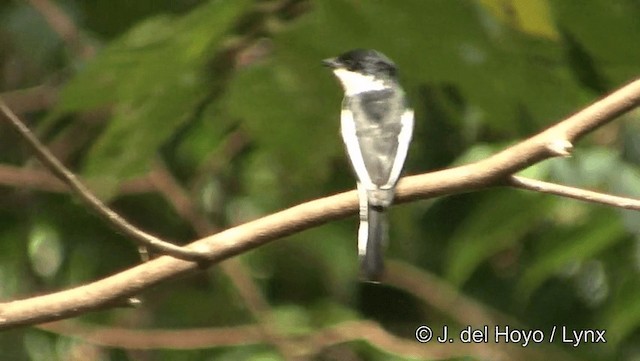 Bar-winged Flycatcher-shrike - ML201191461