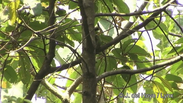 Long-tailed Broadbill - ML201191681