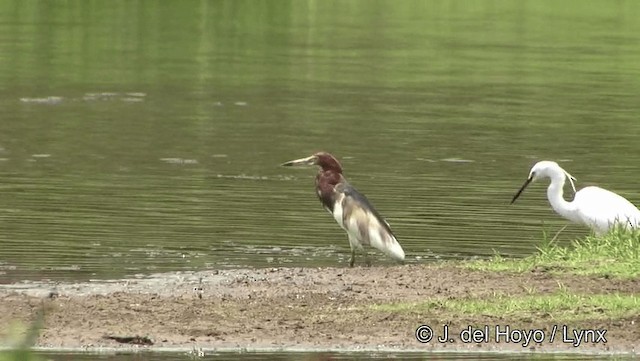 Chinese Pond-Heron - ML201191791