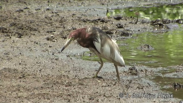 Chinese Pond-Heron - ML201191801