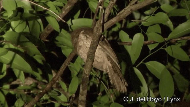 Blyth's Frogmouth (Indochinese) - ML201191821