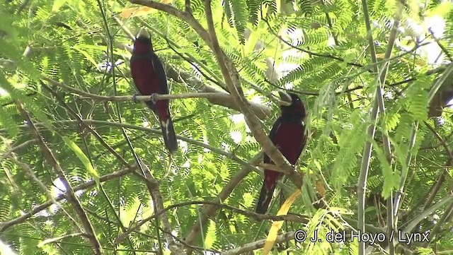 Black-and-red Broadbill (Black-and-red) - ML201191891