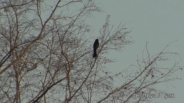 Greater Racket-tailed Drongo - ML201191971