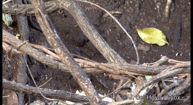 Тихоголос амазонійський (підвид taciturnus/nigrirostris) - ML201192141