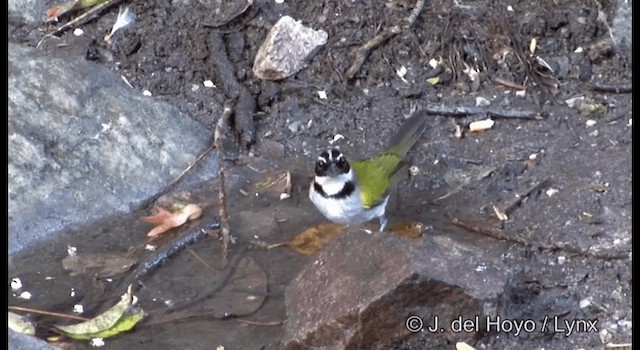 Pectoral Sparrow (Pectoral) - ML201192151