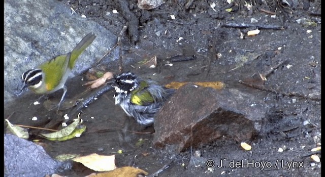 Pectoral Sparrow (Pectoral) - ML201192161