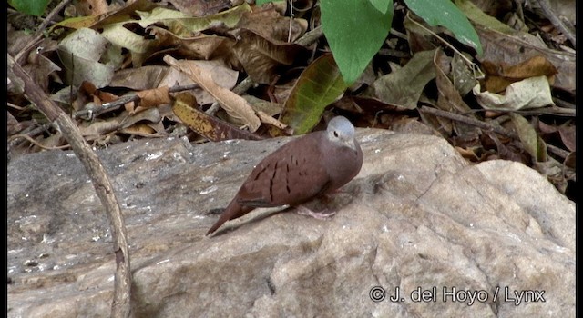 Ruddy Ground Dove - ML201192251