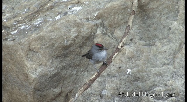 Pileated Finch - ML201192271