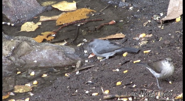 Pileated Finch - ML201192281
