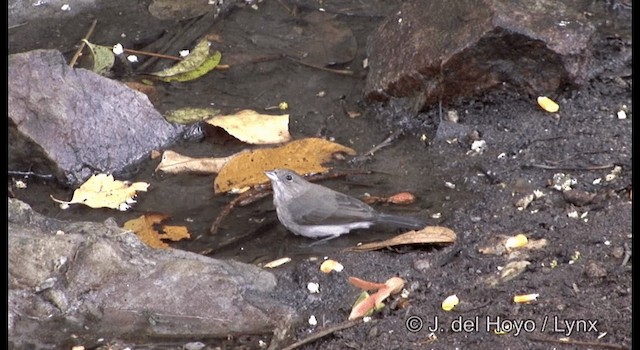 Pileated Finch - ML201192291