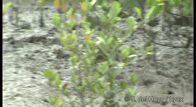mangroverikse - ML201192471