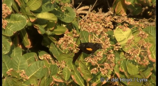 Variable Oriole (Yellow-shouldered) - ML201192531