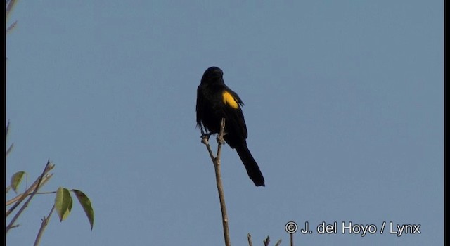 Variable Oriole (Yellow-shouldered) - ML201192541