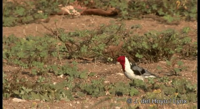 Red-cowled Cardinal - ML201192591