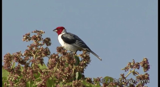 Red-cowled Cardinal - ML201192601