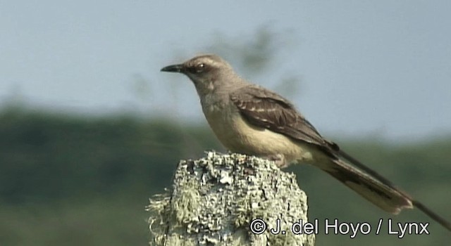 Tropical Mockingbird (Southern) - ML201192681