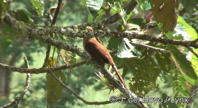 Squirrel Cuckoo (Amazonian) - ML201192721