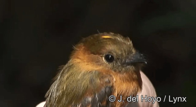 Cinnamon Flycatcher (Andean) - ML201192761