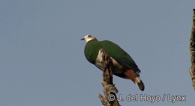 White-bellied Imperial-Pigeon - ML201192841